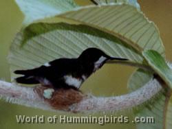 Hummingbird Garden Catalog: Green Thorntail